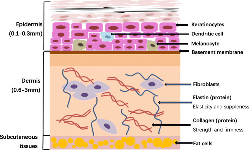 skin protein